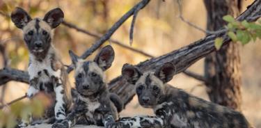 Cachorros de perro salvaje africano.