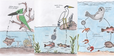 Ciclos de vida de diferentes especies de parásitos: Las ilustraciones la realizó el niño de 10 años, Tenoch Hernández Maldonado, especialmente para este artículo de divulgación.