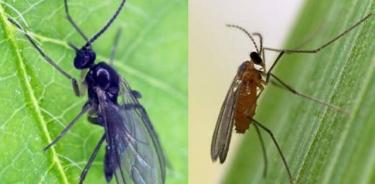 Los nuevos datos son los primeros en respaldar una hipótesis difícil de probar para la evolución de la determinación del sexo que se encuentra en algunos insectos.
