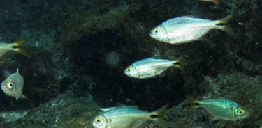 Entre otras aportaciones, los investigadores de ECOSUR identificaron especies de peces que habitan en los cenotes.