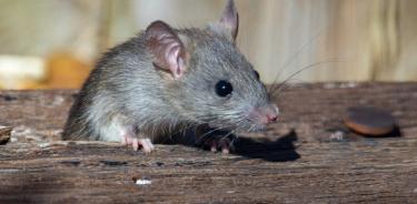 El estudio en ratones se publica en Science.