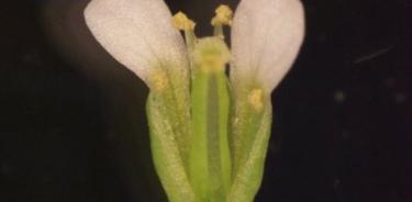 Un estudio reciente de PMB de la planta de berro thale (Arabidopsis thaliana) ha identificado un proceso molecular previamente desconocido que sirve como método de comunicación durante la fertilización y la reproducción.