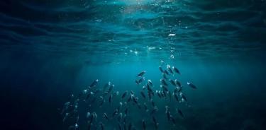 Los microbios en las profundidades del océano podrían ser una buena herramienta para transformar el carbono en moléculas más estables.