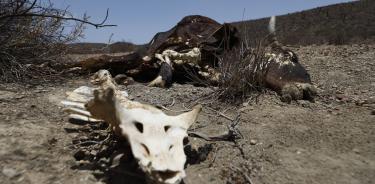 Más de 80 mil cabezas de ganado han muerto por la fuerte sequía que se ha presentado en el último año en el estado de Coahuila. En el municipio de Ramos Arizpe se han presentado perdidas del hasta casi 400 vacas por la falta de agua.
FOTO: ALEJANDRO RODRÍGUEZ/CUARTOSCURO.COM