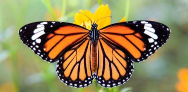 Una mariposa monarca.