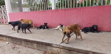 Perros aunque con dueño viven en la calle de la ciudad de Oaxaca, Oax.