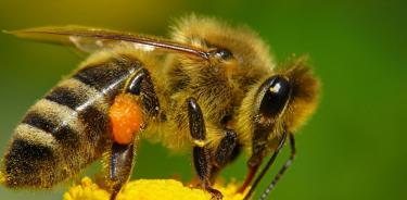 Desde 2006 se han documentado diferentes causas asociadas a la muerte masiva de abejas en todo el mundo.