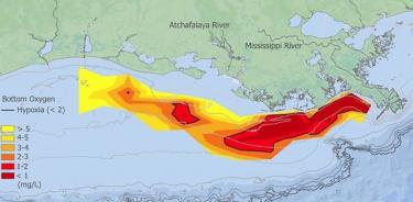 Amplitud de la zona de hipoxia en el Golfo de México.