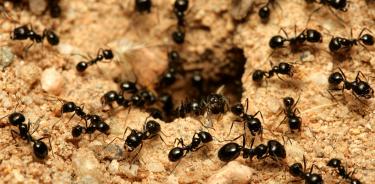 El estudio ayudará a incorporar a las hormigas, y a los invertebrados terrestres en general, al debate sobre la conservación de la biodiversidad.