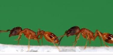 Hormiga que lleva a otra hormiga a un nuevo nido, conocida como carrera en tándem.