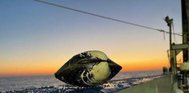 Una concha Arctica islandica se posa en la barandilla del ESS Pursuit durante un crucero de investigación en Mid-Atlantic Bight, al sur del Golfo de Maine.