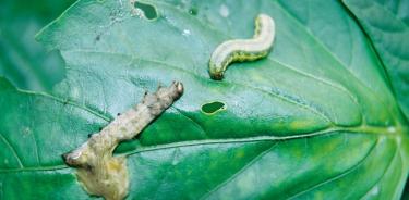 . Los baculovirus infectan orugas que consumen cultivos de importancia económica. Se observa una oruga saludable y una larva muerta tras la infección con baculovirus (color café).