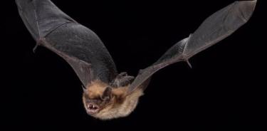 La hibernación retrasa el envejecimiento de los murciélagos.