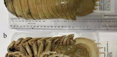 La nueva especie de 'chinche' de aguas profundas tiene 26 centímetros de longitud. 
 Científicos han identificado una nueva especie de Bathonymus, el género de isópodos de aguas profundas que ha adquirido fama viral en Internet, según publican en el 'Journal of Natural History'.

   Hay unas 20 especies de Bathonymus vivas, un grupo misterioso y primitivo que habita en la zona bentónica del océano, su parte más profunda. Los crustáceos isópodos sólo están emparentados de forma lejana con sus parientes decápodos más conocidos, los cangrejos, las gambas y las langostas.

   Un grupo de investigadores taiwaneses, japoneses y australianos han descubierto la última criatura de esta lista, la' B. yucatanensis', una nueva especie de unos 26 centímetros de longitud, un 2.500% más grande que la cochinilla común.

   Los isópodos de las profundidades marinas pertenecen al mismo grupo que los isópodos terrestres, conocidos como cochinillas y chinches, que se alimentan de materia en descomposición y que probablemente resulten familiares a cualquiera que haya levantado una roca o cavado en el jardín.

   De hecho, su aspecto es bastante similar si no fuera por su extraordinario tamaño: las más grandes llegan a medir casi 50 centímetros. Y, al igual que las cochinillas, aunque su aspecto sea un poco aterrador, son completamente inofensivas para el ser humano.

   Sus extraños rasgos y sus inusuales dimensiones han dado lugar a un sinfín de memes y a una serie de productos que celebran su entrañable rareza, desde peluches hasta fundas de teléfono.

   Este hallazgo del 'B. yucatanensis' añade otra adición al panteón de isópodos y eleva el total de especies conocidas de Bathonymus en el Golfo de México a tres: el 'B. giganteus' se describió en 1879 y el 'B. maxeyorum' se describió en 2016.

   Inicialmente se pensó que era una variación del 'B. giganteus', uno de los mayores isópodos de aguas profundas. Pero un examen más detallado del espécimen, que fue capturado en una trampa con cebo en 2017 en el Golfo de México frente a la Península de Yucatán a unos 600 u 800 metros de profundidad, reveló una serie de características únicas.

   El '