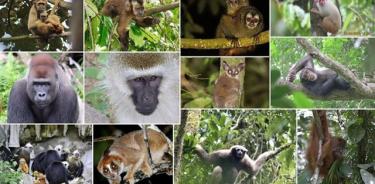 Especies de primates incluidas en el estudio.