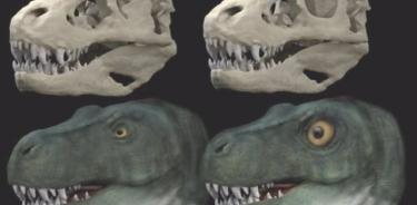 Reconstrucción del cráneo y la vida de Tyrannosaurus rex con cuenca y ojo originales (izquierda) y reconstrucción hipotética con cuenca ocular circular y ojo agrandado (derecha).
