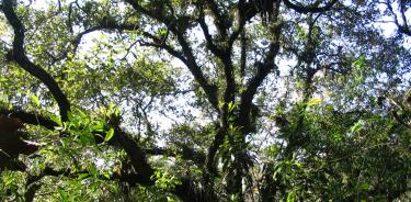 Vista del dosel de un bosque, donde se aprecian diversos individuos de bromelias en las ramas y en el tronco.