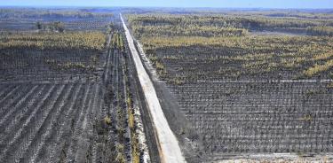 Vista de un bosque de pinos arrasado por las llamas en la región de Gironda, en el suroeste de Francia, este viernes 12 de agosto de 2022.