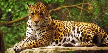 Huérfano Agacharse deberes Los jaguares y los pumas no son devoradores de humanos