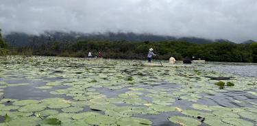 Figura 1. Plantas flotantes en la laguna del Cacahuate. Al fondo se pueden notar los manchones de manglar.