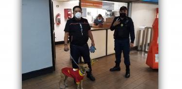 Perrito con capa de Flash fue rescatado de las vías del Metro en la estación Panteones