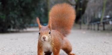 Ardilla roja en un parque de Dusseldorf.