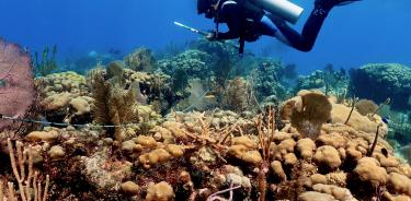 El desarrollo urbano en las zonas costeras es un factor determinante para la muerte de miles de colonias de coral en el Sistema Arrecifal Mesoamericano (SAM)