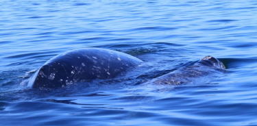 Una ballena gris.