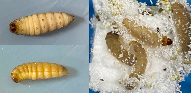 Figura. Vista lateral de una larva de Galleria mellonella y Larvas de Galleria mellonella comiendo unicel.
