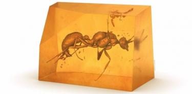 Imagen tridimensional de la especie de hormiga extinta previamente desconocida.