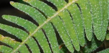 Hoja del helecho Pleopeltis furfucea con escamas que pueden absorber agua de la lluvia.