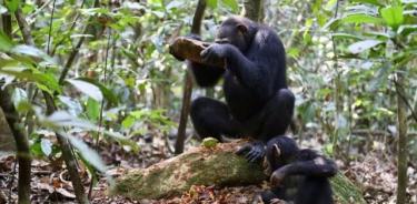 Chimpancé hembra rompiendo nueces de Panda oleosa usando un martillo de granodiorita en un yunque de madera (raíz de árbol de panda).
