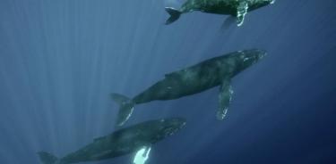 Tres ballenas jorobadas.