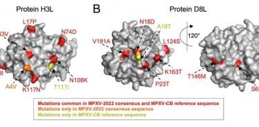 La figura muestra que, para dos proteínas de ejemplo que son el objetivo de los anticuerpos inducidos por la vacuna contra el VVAC, el virus de la viruela del simio 2022 (MPXV-2022) no comprende ninguna mutación nueva en relación con el virus de la viruela del simio observado anteriormente (MPXV-CB).