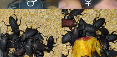 Figura 1.- Escarabajos adultos de Zophobas morio reproducidos bajo condiciones de laboratorio.