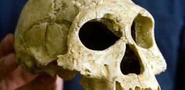 Cráneo de un homo erectus, en una imagen de archivo.