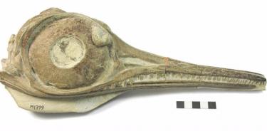 El cráneo de Ichthyosaurs Hauffiopteryx typicus del Strawberry Bank Lagerstätt, uno de los especímenes que fueron objeto de este estudio.
