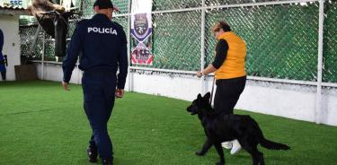 Apolo primer perrito graduado en curso de obediencia básica por la SSC