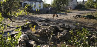 Un perro pasea entre los cadáveres de soldados rusos abatidos en Limán, este jueves 6 de octubre de 2022, más de una semana después de su liberación por parte de Ucrania.
