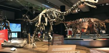 Una réplica de un cráneo gigantesco correspondiente al Carchorodontosaurus, un dinosaurio africano descubierto en 1996 por el paleontólogo Paul Sereno es mostrado hoy la exposición 