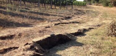 El terremoto de magnitud 6 en el sur de Napa en California en agosto de 2014 provocó la ruptura del suelo en algunos lugares, incluso en este viñedo.