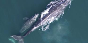Una pareja de crías de ballena gris que migran a lo largo de la costa central de California desde las zonas de invernada en México hasta las zonas de alimentación de verano en Alaska.