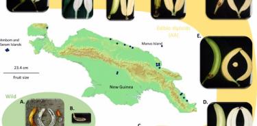 Mapa de la isla de Nueva Guinea y ejemplos de frutos de M. acuminata.