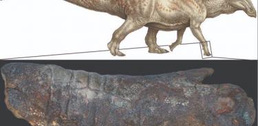 Reconstrucción en vida de un edmontosaurus.