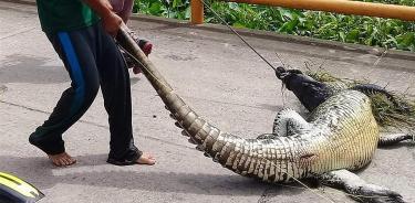 Personas rescatan a un cocodrilo hembra para ser devuelto a su hábitat