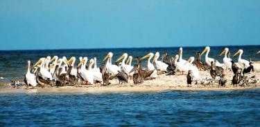 Bocas de Dzilam fue una de las dos áreas naturales protegidas monitoreadas, el segundo lugar donde se hallaron más ARG.