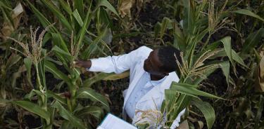 El mejoramiento de semillas de maíz y trigo realizada en el CIMMYT se transfiere a 50 países de todo el mundo.