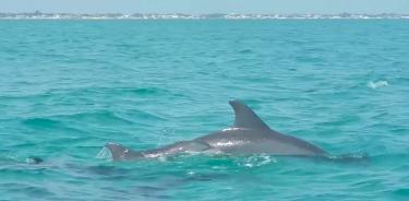 Los estudios se realizaron con delfines por estar en el nivel más alto de la cadena alimenticia costera.