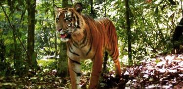 Tigre de Sumatra en el bosque.
