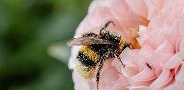 Abejorro del género Bombus visitando una flor.